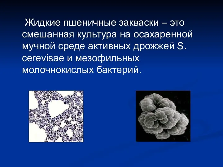 Жидкие пшеничные закваски – это смешанная культура на осахаренной мучной среде