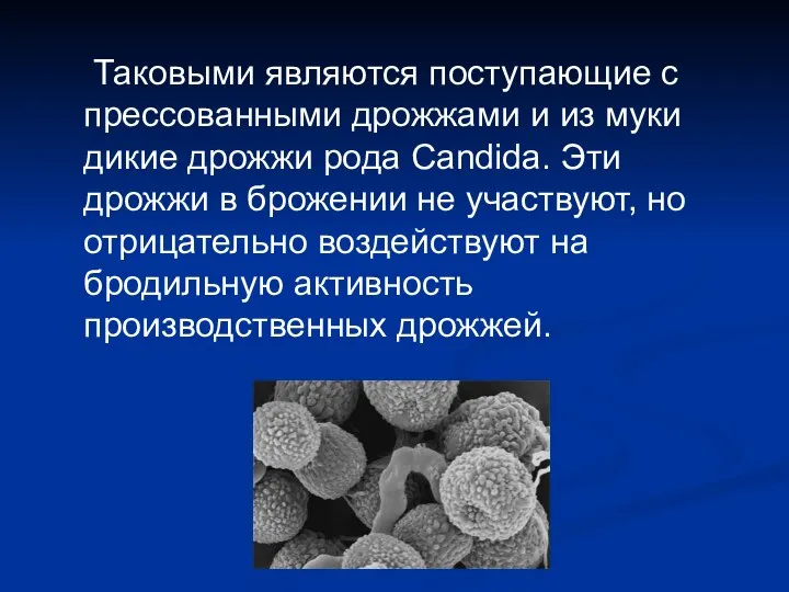 Таковыми являются поступающие с прессованными дрожжами и из муки дикие дрожжи