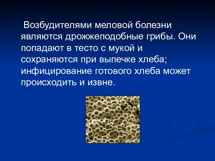 Возбудителями меловой болезни являются дрожжеподобные грибы. Они попадают в тесто с