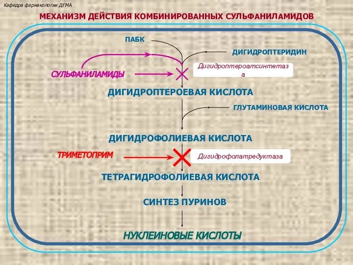 ПАБК Дигидроптероатсинтетаза ДИГИДРОПТЕРОЕВАЯ КИСЛОТА ДИГИДРОФОЛИЕВАЯ КИСЛОТА ТЕТРАГИДРОФОЛИЕВАЯ КИСЛОТА СИНТЕЗ ПУРИНОВ НУКЛЕИНОВЫЕ