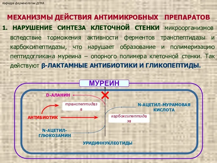 МЕХАНИЗМЫ ДЕЙСТВИЯ АНТИМИКРОБНЫХ ПРЕПАРАТОВ 1. НАРУШЕНИЕ СИНТЕЗА КЛЕТОЧНОЙ СТЕНКИ микроорганизмов вследствие