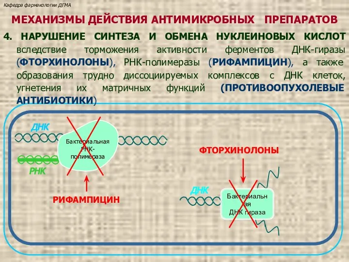 Бактериальная РНК-полимераза ДНК РНК РИФАМПИЦИН Бактериальная ДНК гираза ДНК ФТОРХИНОЛОНЫ Кафедра