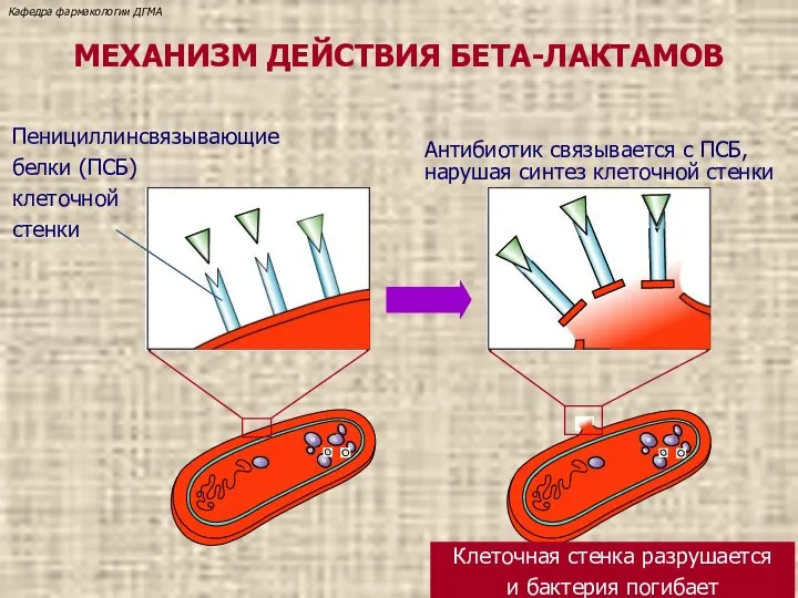МЕХАНИЗМ ДЕЙСТВИЯ БЕТА-ЛАКТАМОВ Пенициллинсвязывающие белки (ПСБ) клеточной стенки Антибиотик связывается с