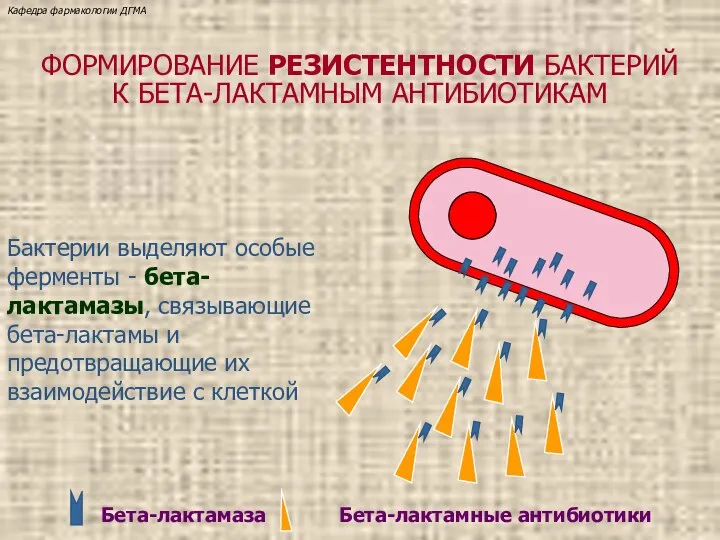 Бета-лактамаза Бета-лактамные антибиотики ФОРМИРОВАНИЕ РЕЗИСТЕНТНОСТИ БАКТЕРИЙ К БЕТА-ЛАКТАМНЫМ АНТИБИОТИКАМ Бактерии выделяют