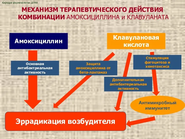 МЕХАНИЗМ ТЕРАПЕВТИЧЕСКОГО ДЕЙСТВИЯ КОМБИНАЦИИ АМОКСИЦИЛЛИНА и КЛАВУЛАНАТА Амоксициллин Клавулановая кислота Основная