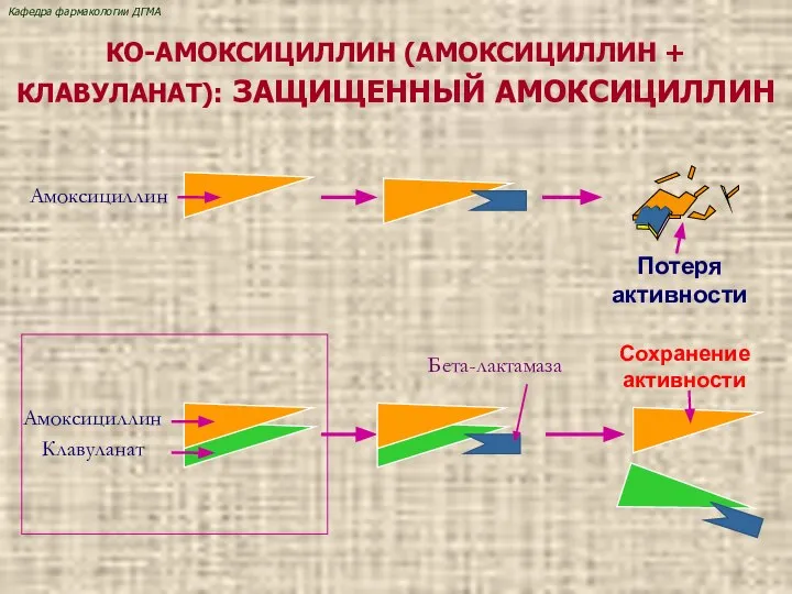 Клавуланат Амоксициллин Бета-лактамаза КО-АМОКСИЦИЛЛИН (АМОКСИЦИЛЛИН + КЛАВУЛАНАТ): ЗАЩИЩЕННЫЙ АМОКСИЦИЛЛИН Амоксициллин Сохранение