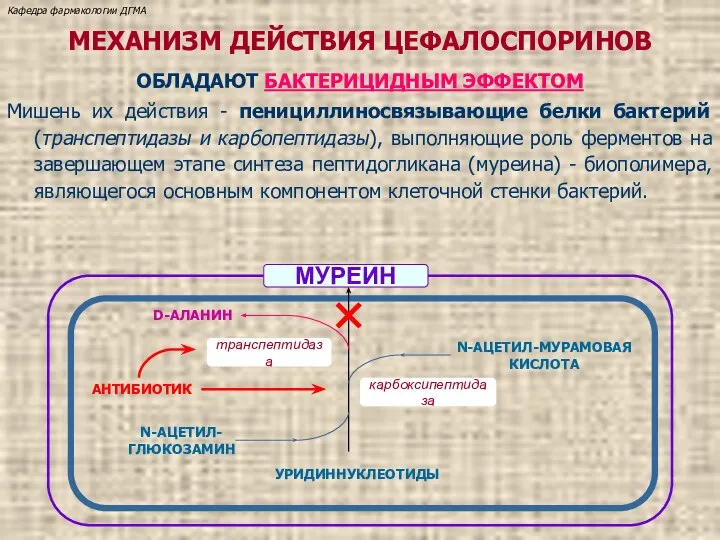 МЕХАНИЗМ ДЕЙСТВИЯ ЦЕФАЛОСПОРИНОВ ОБЛАДАЮТ БАКТЕРИЦИДНЫМ ЭФФЕКТОМ Мишень их действия - пенициллиносвязывающие