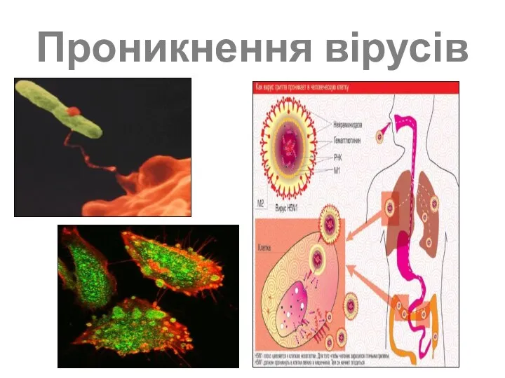 Проникнення вірусів