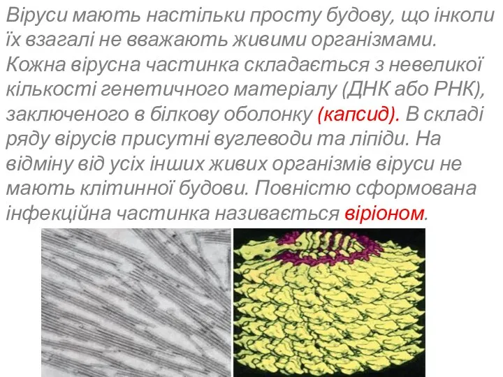 Віруси мають настільки просту будову, що інколи їх взагалі не вважають