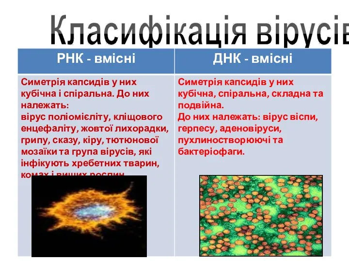 Класифікація вірусів