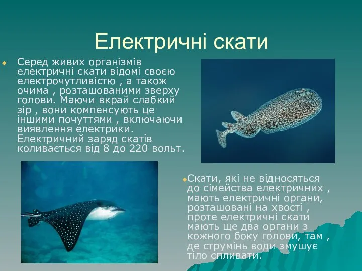 Електричні скати Серед живих організмів електричні скати відомі своєю електрочутливістю ,