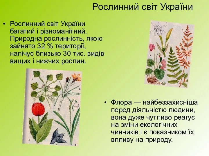 Рослинний світ України Рослинний світ України багатий і різноманітний. Природна рослинність,