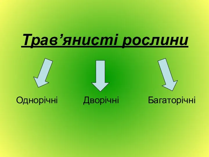 Трав’янисті рослини Однорічні Дворічні Багаторічні