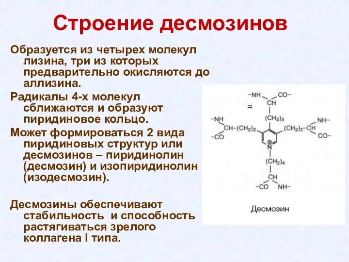 Строение десмозинов Образуется из четырех молекул лизина, три из которых предварительно