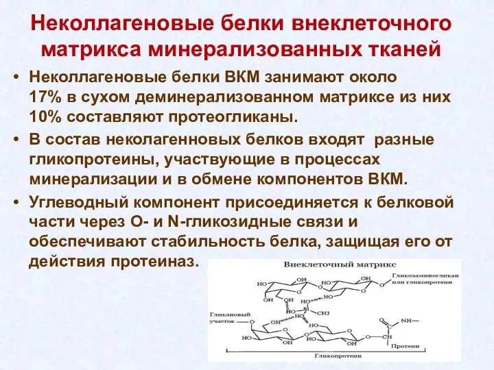 Неколлагеновые белки внеклеточного матрикса минерализованных тканей Неколлагеновые белки ВКМ занимают около