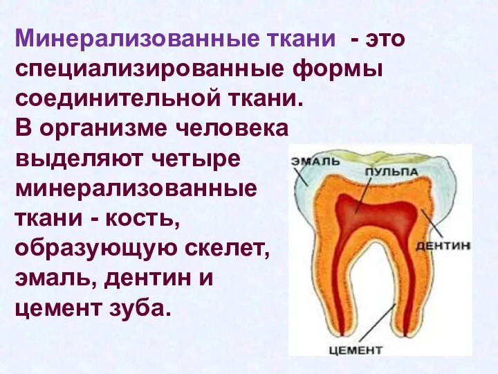 Минерализованные ткани - это специализированные формы соединительной ткани. В организме человека