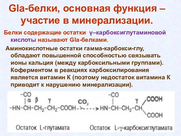 Gla-белки, основная функция – участие в минерализации. Белки содержащие остатки γ–карбоксиглутаминовой