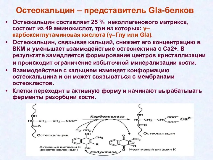 Остеокальцин – представитель Gla-белков Остеокальцин составляет 25 % неколлагенового матрикса, состоит