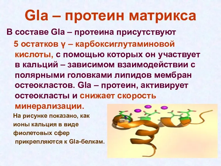 Gla – протеин матрикса В составе Gla – протеина присутствуют 5