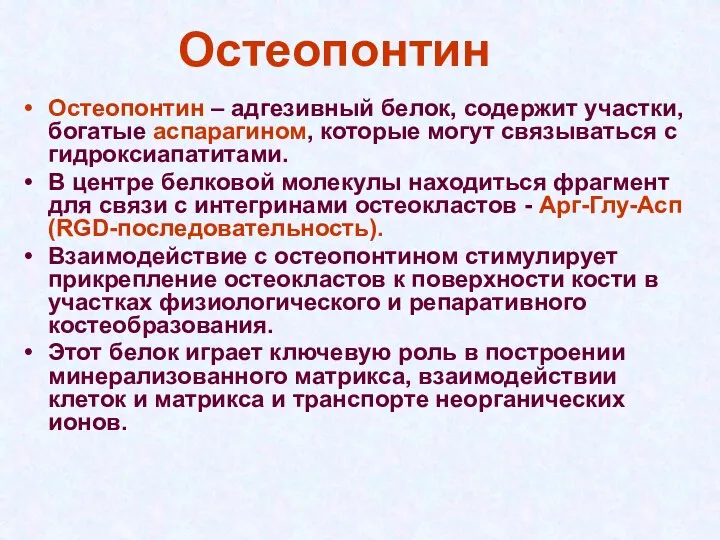 Остеопонтин Остеопонтин – адгезивный белок, содержит участки, богатые аспарагином, которые могут