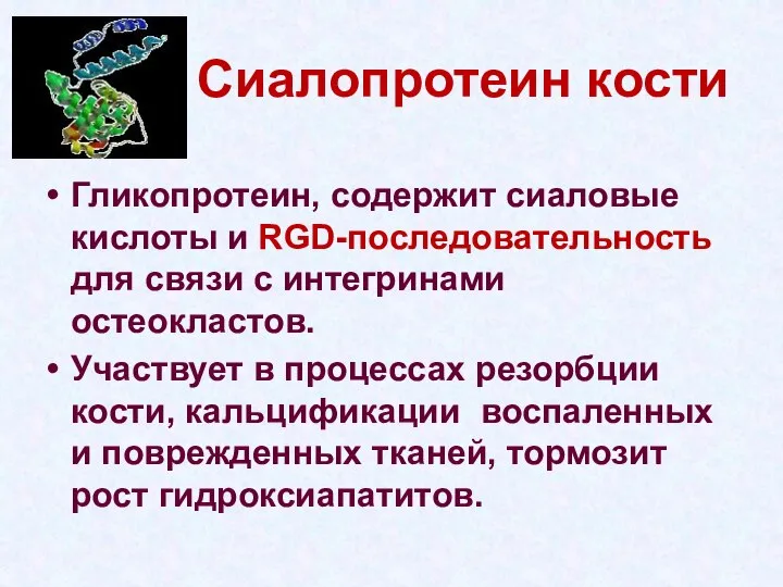 Сиалопротеин кости Гликопротеин, содержит сиаловые кислоты и RGD-последовательность для связи с