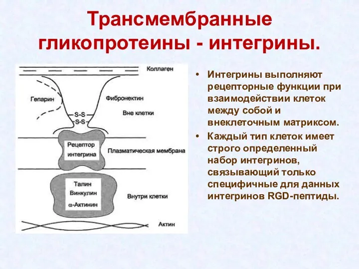 Трансмембранные гликопротеины - интегрины. Интегрины выполняют рецепторные функции при взаимодействии клеток