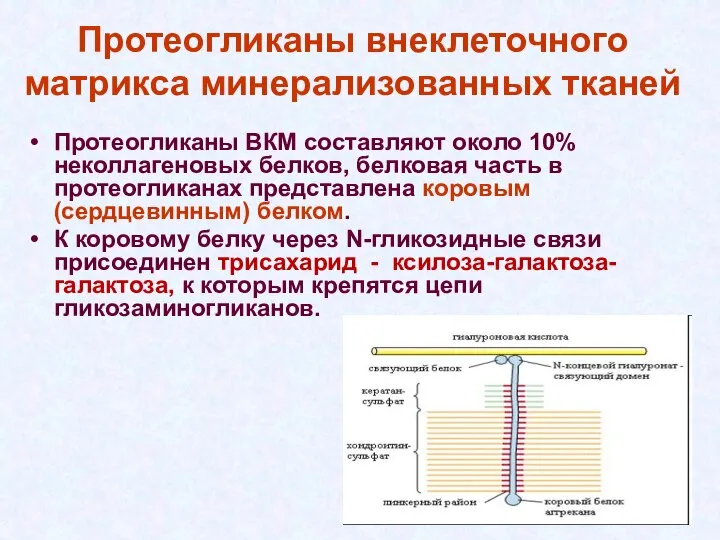 Протеогликаны внеклеточного матрикса минерализованных тканей Протеогликаны ВКМ составляют около 10% неколлагеновых