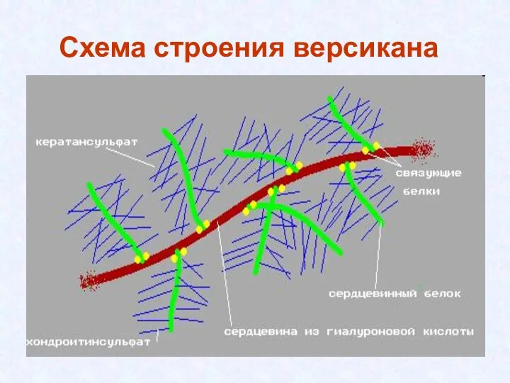 Схема строения версикана