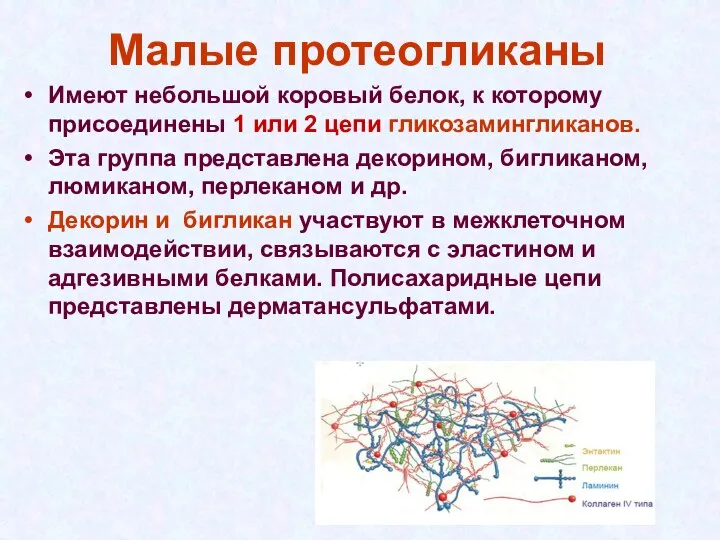 Малые протеогликаны Имеют небольшой коровый белок, к которому присоединены 1 или