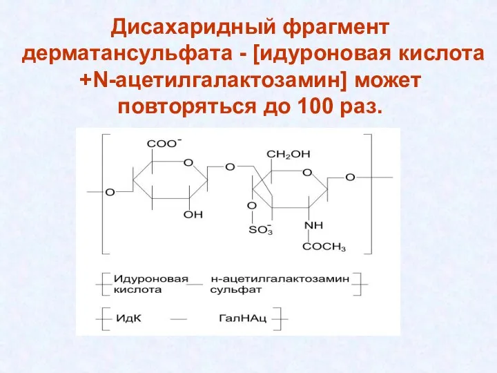 Дисахаридный фрагмент дерматансульфата - [идуроновая кислота +N-ацетилгалактозамин] может повторяться до 100 раз.