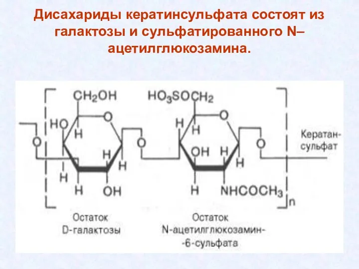 Дисахариды кератинсульфата состоят из галактозы и сульфатированного N–ацетилглюкозамина.