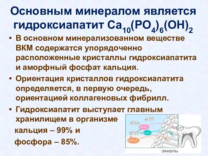 Основным минералом является гидроксиапатит Ca10(PO4)6(OH)2 В основном минерализованном веществе ВКМ содержатся