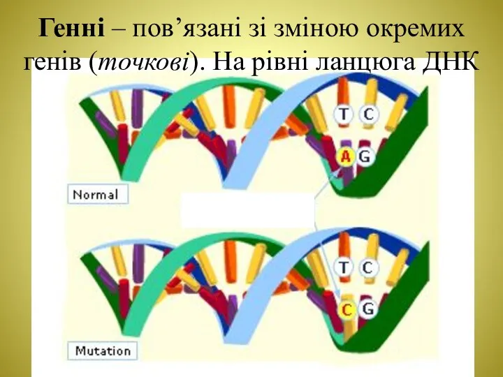 Генні – пов’язані зі зміною окремих генів (точкові). На рівні ланцюга ДНК