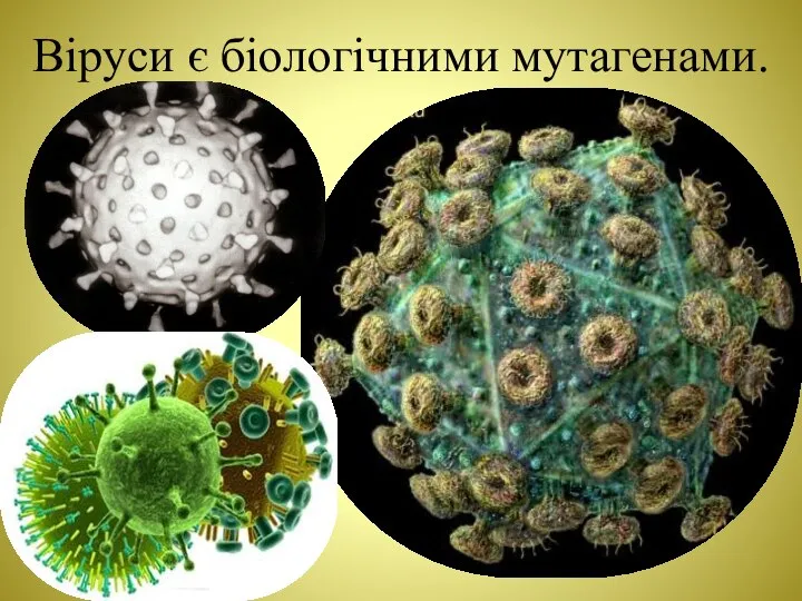 Віруси є біологічними мутагенами.