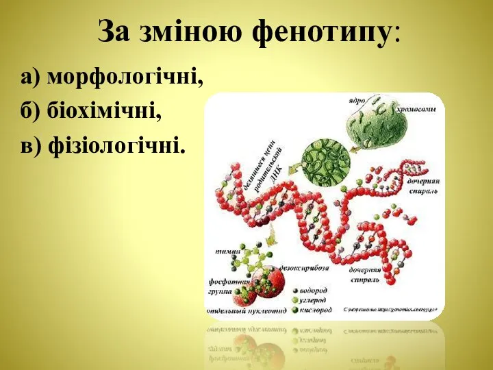 За зміною фенотипу: а) морфологічні, б) біохімічні, в) фізіологічні.