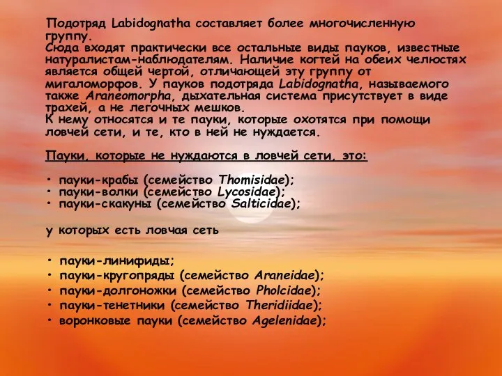 Подотряд Labidognatha составляет более многочисленную группу. Сюда входят практически все остальные