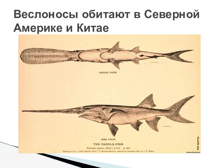 Веслоносы обитают в Северной Америке и Китае