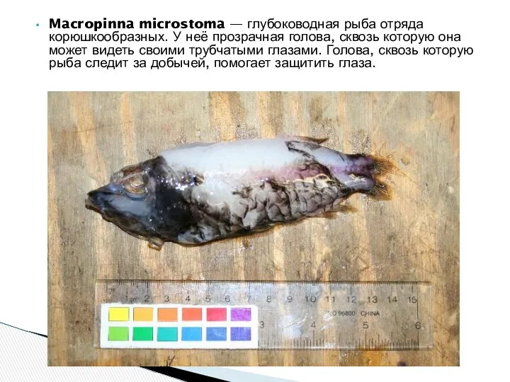 Macropinna microstoma — глубоководная рыба отряда корюшкообразных. У неё прозрачная голова,