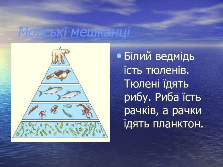 Морські мешканці Білий ведмідь їсть тюленів. Тюлені їдять рибу. Риба їсть рачків, а рачки їдять планктон.