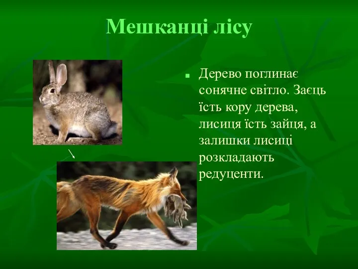 Мешканці лісу Дерево поглинає сонячне світло. Заєць їсть кору дерева, лисиця