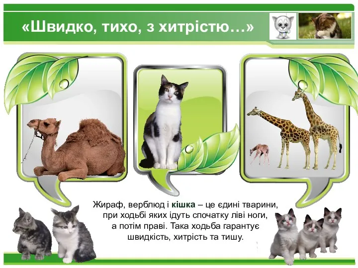 «Швидко, тихо, з хитрістю…» Жираф, верблюд і кішка – це єдині