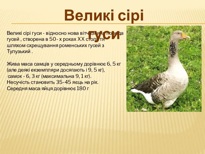 Великі сірі гуси - відносно нова вітчизняна порода гусей , створена