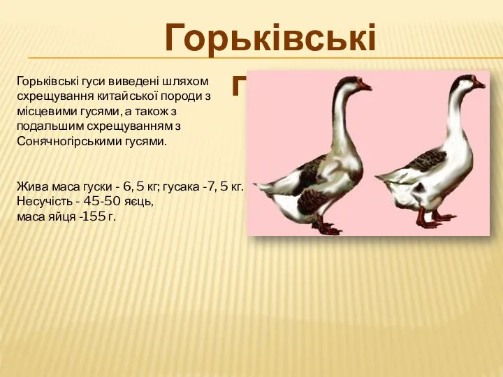 Горьківські гуси виведені шляхом схрещування китайської породи з місцевими гусями, а