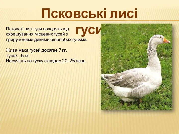 Псковскі лисі гуси походять від схрещування місцевих гусей з прирученими дикими