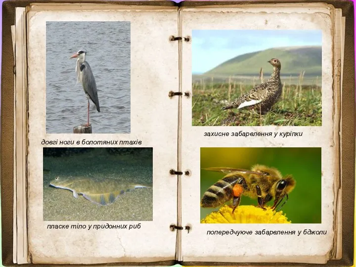 довгі ноги в болотяних птахів пласке тіло у придонних риб захисне