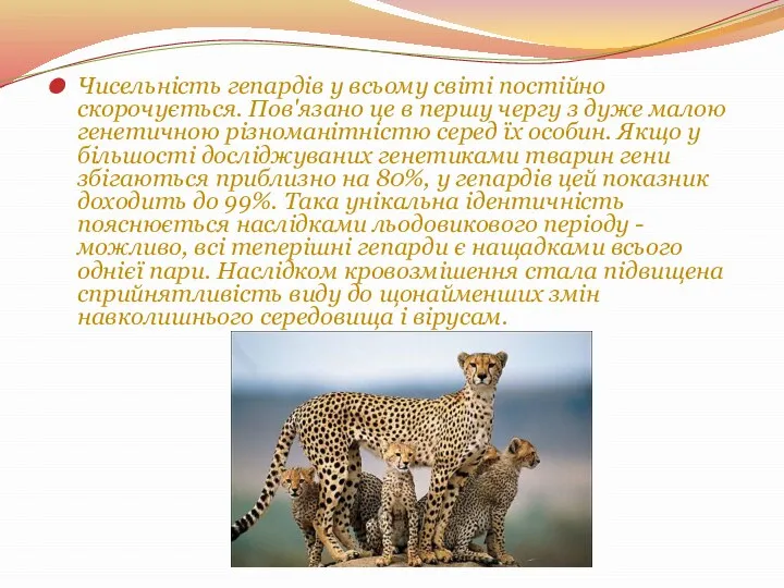 Чисельність гепардів у всьому світі постійно скорочується. Пов'язано це в першу