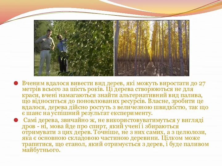 Вченим вдалося вивести вид дерев, які можуть виростати до 27 метрів