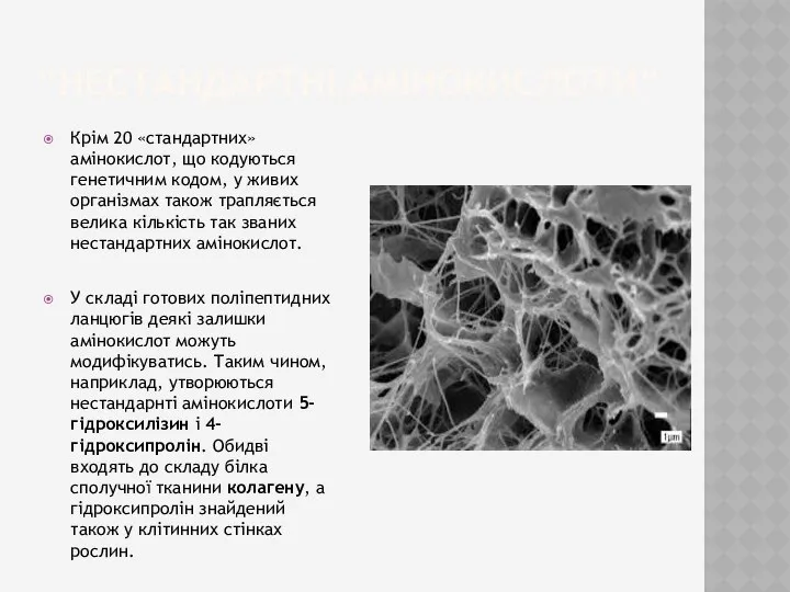 “нестандартні амінокислоти” Крім 20 «стандартних» амінокислот, що кодуються генетичним кодом, у