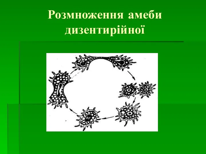 Розмноження амеби дизентирійної