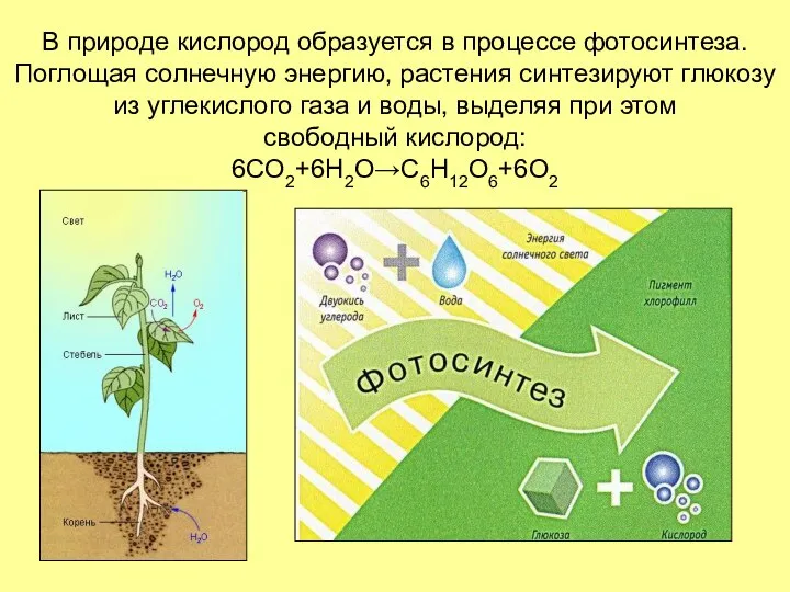 В природе кислород образуется в процессе фотосинтеза. Поглощая солнечную энергию, растения